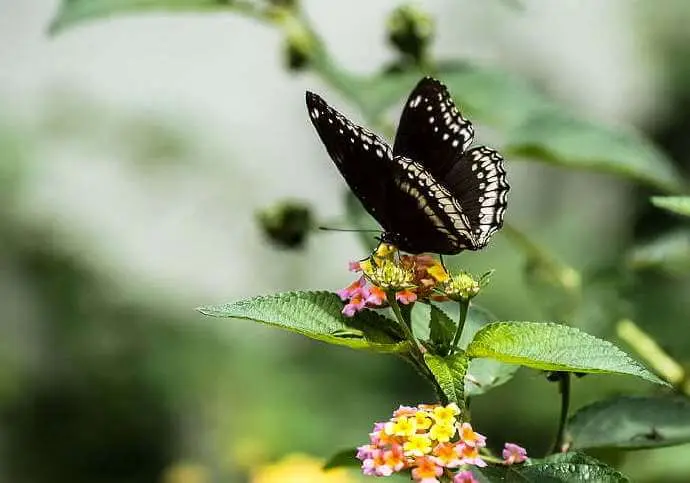 Autumn Butterfly by Bai Juyi -  Quatrain   Autumn   Butterfly   Aging   Transience 
