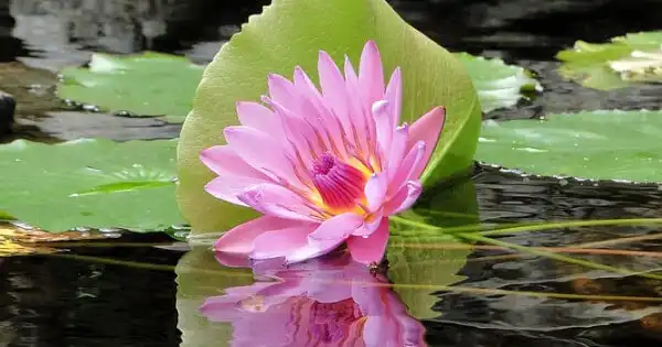 Lotus Flowers in Chinese Poetry