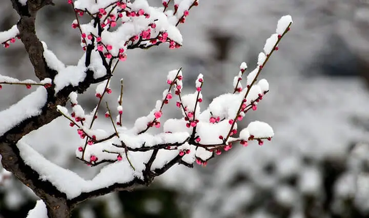 Early Spring by Bai Juyi -  Quatrain   Spring   Aging   Contrast   Irony 