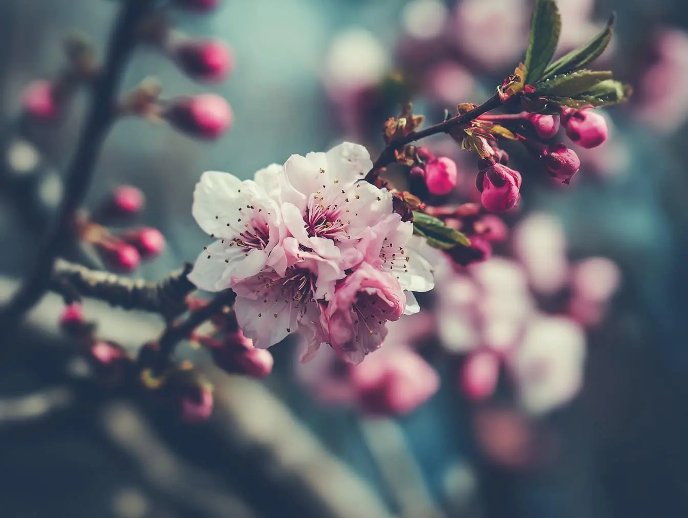 Early Spring by Lu Guimeng -  Lu Guimeng   Late Tang Poetry   Seven-Character Quatrain   Landscape Poetry   Liminality of Spring 