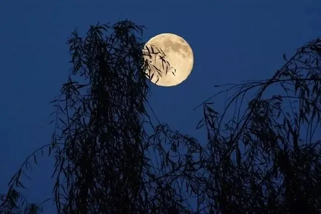 A Moonlight Night by Liu Fangping -  Wujue   Night   Spring   Nature   Sensation 