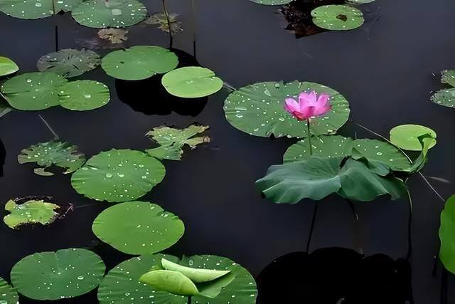 Lament of a Fair Lady - Raindrops on Lotus Leaves by Yang Wanli