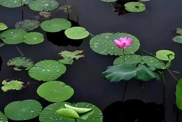 Lament of a Fair Lady - Raindrops on Lotus Leaves by Yang Wanli -  Ci   Summer   Dream   Rain   Nature 
