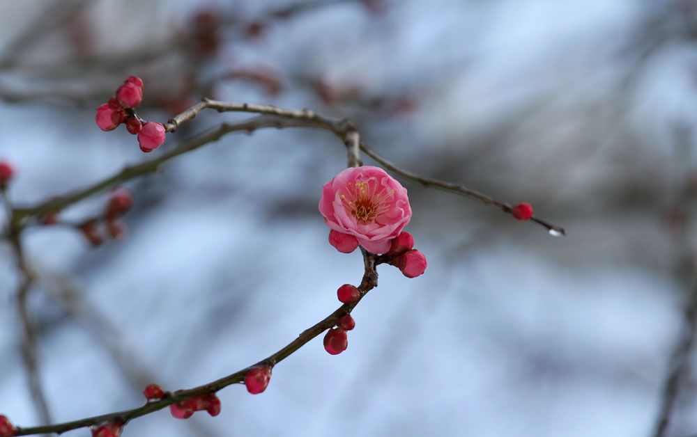 Plum Blossoms by Wang Anshi