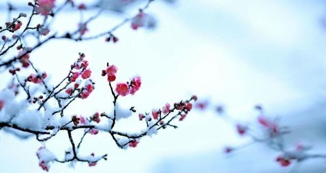 In the snowy yard the Spring messenger arrived by Li Qingzhao