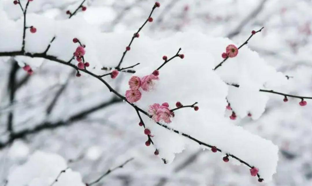 Spring Snow by Liu Fangping