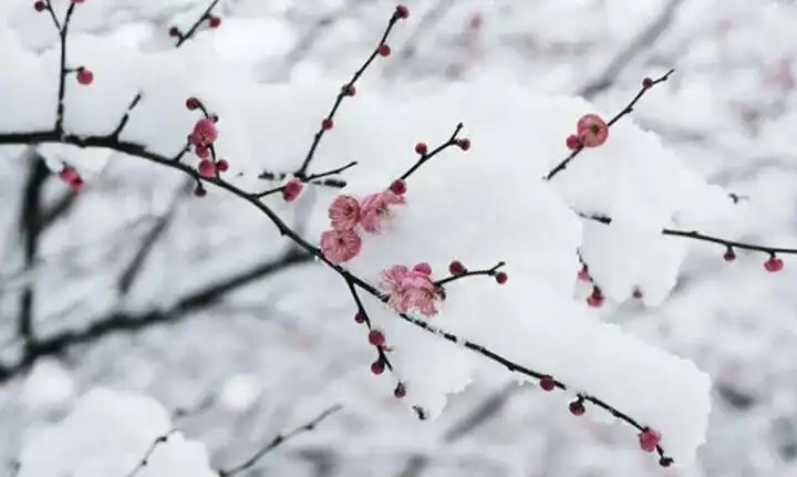 Spring Snow by Liu Fangping -  Wujue   Winter   Spring   Nature   Wonder 