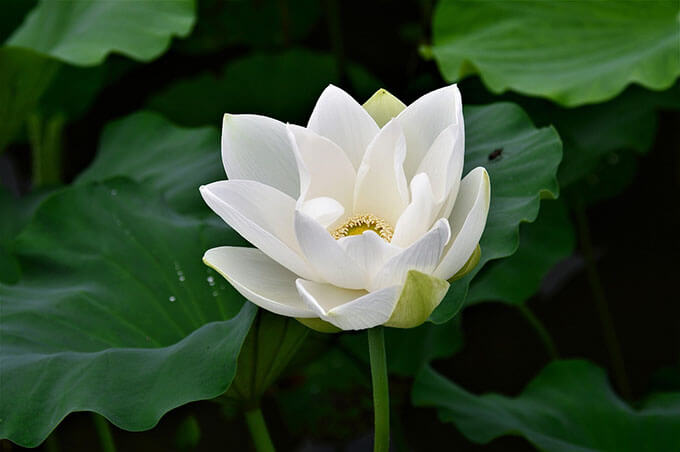 White Lotus by Lu Guimeng