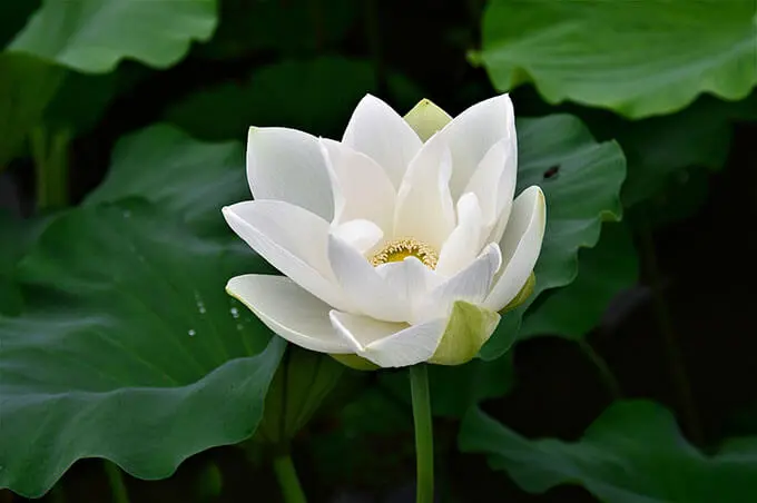 White Lotus by Lu Guimeng -  Late Tang Poetry   Seven-Character Quatrain   Yongwu Shi   Purity and Isolation   Imagery: Lotus   Imagery: Moonlight   Melancholy   Exile and Reclusion 